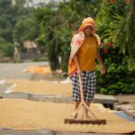 Inside the Paddy Processing Factory: From Field to Fork