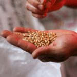 Revolutionizing Grains: The Future of Automatic Rice Mill Plants