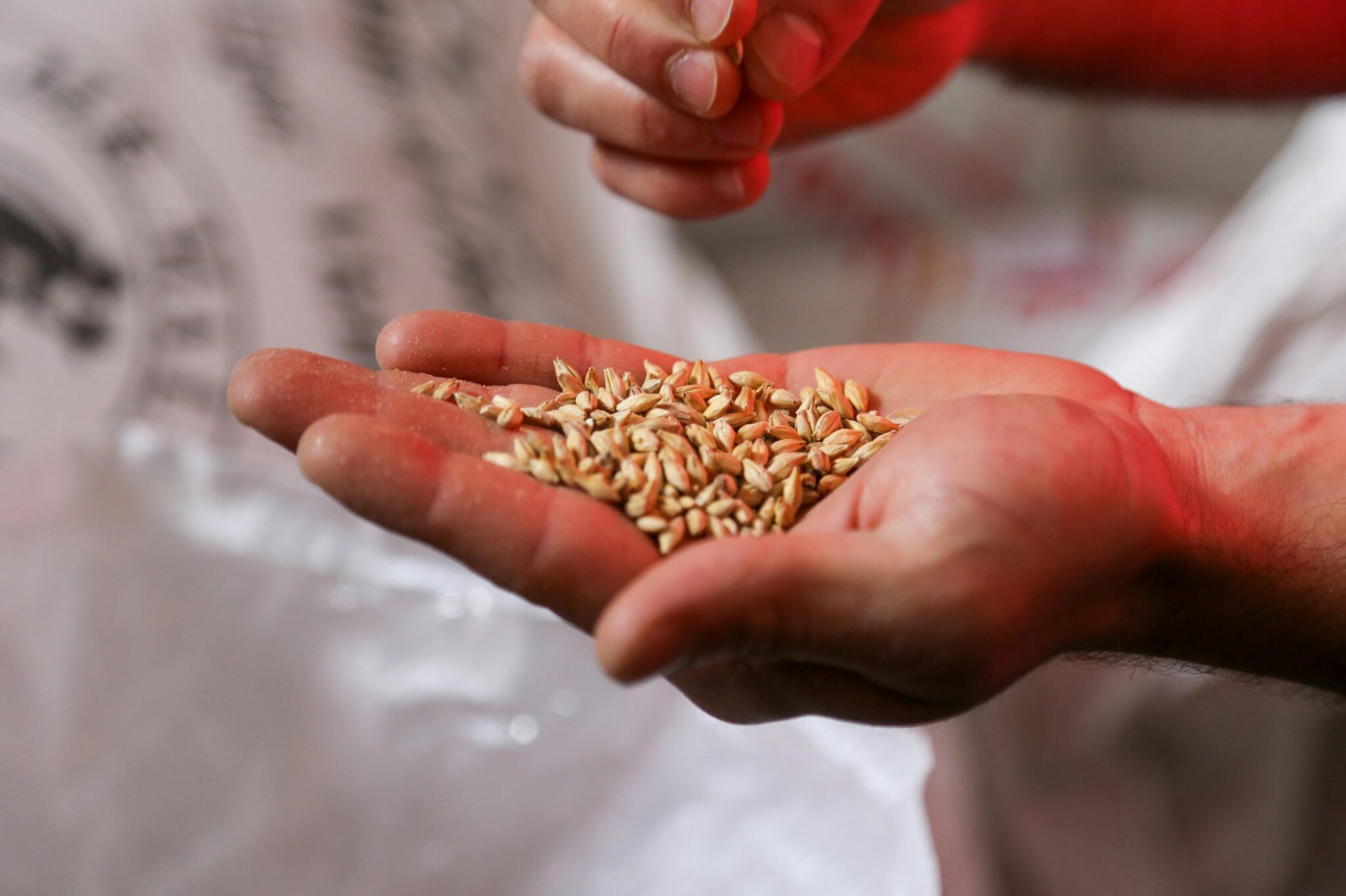 Revolutionizing Grains: The Future of Automatic Rice Mill Plants