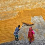 Unlocking Potential: The Essentials of Rice Mill Plants