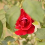 Unveiling the Benefits of Cutting-Edge Paddy Processing Machines