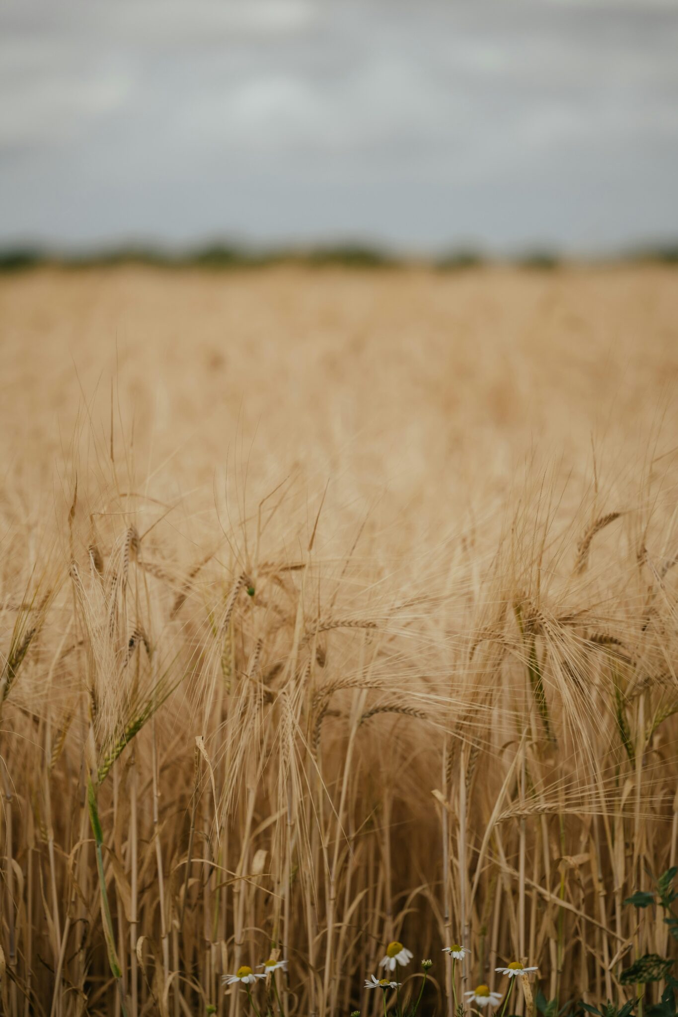Streamlining Harvests: Innovations in Rice Machinery
