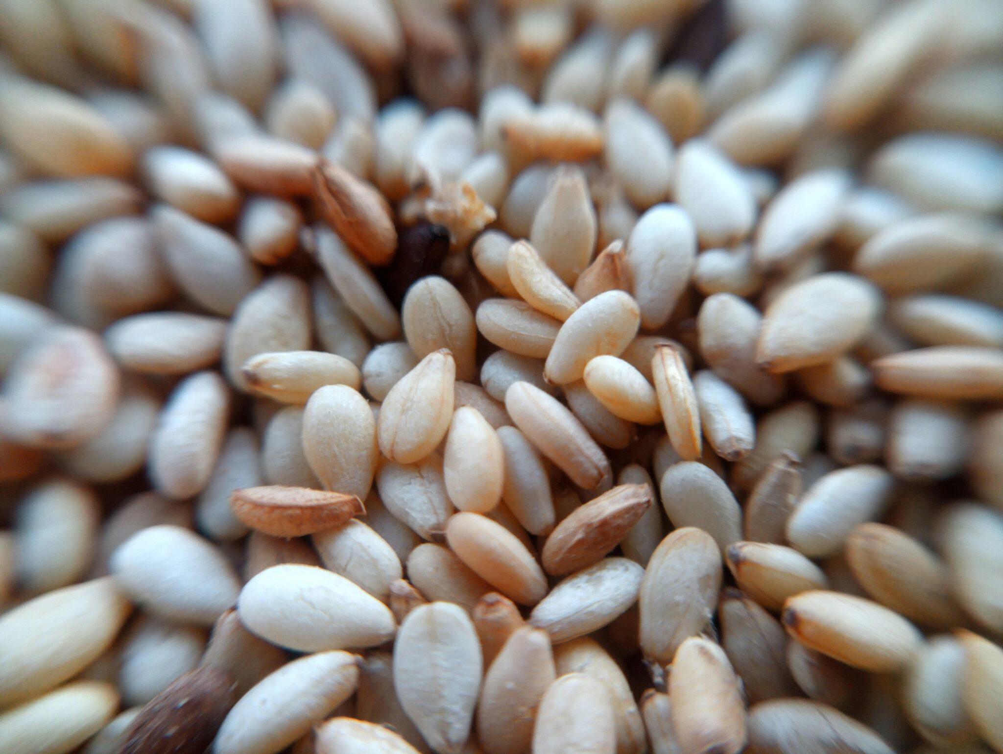 Unlock Perfect Grains: The Rise of the Mini Rice Polisher