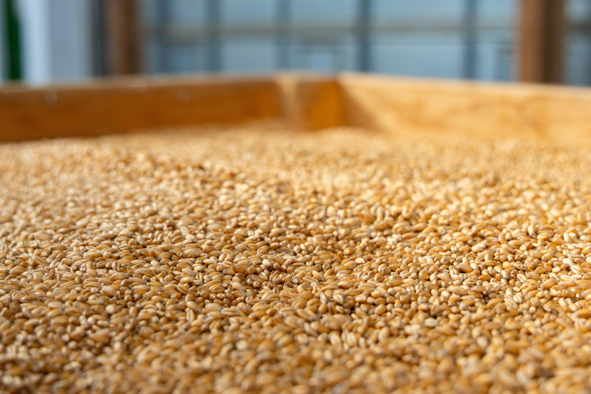 Unlocking Grain Potential: Inside the Paddy Processing Plant