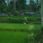 The Heart of Grain: Unlocking the Secrets of Rice Mills