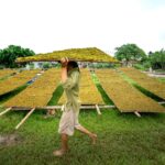 Transforming Paddy: A Journey from Field to Finished Grain