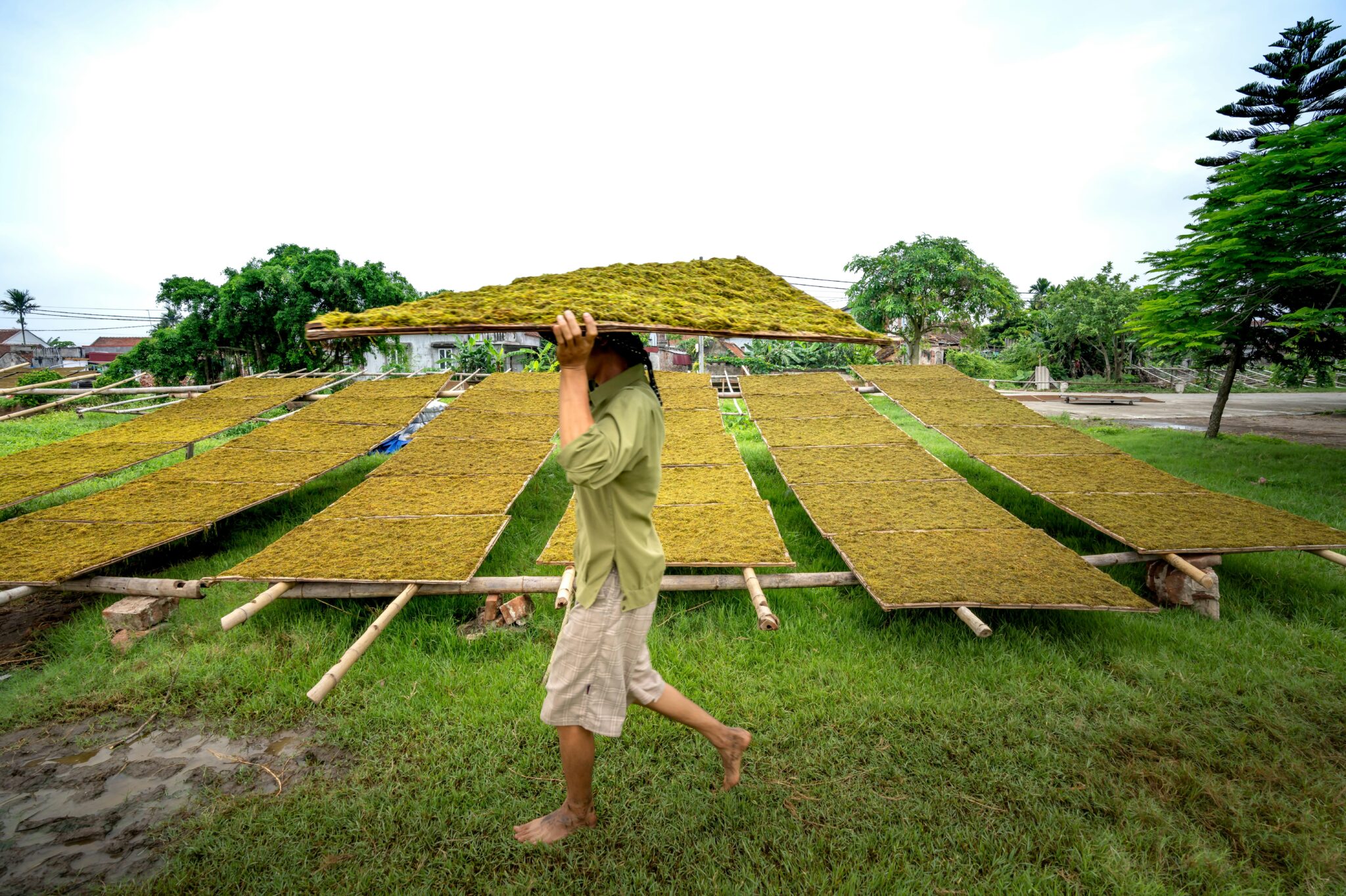 Transforming Paddy: A Journey from Field to Finished Grain