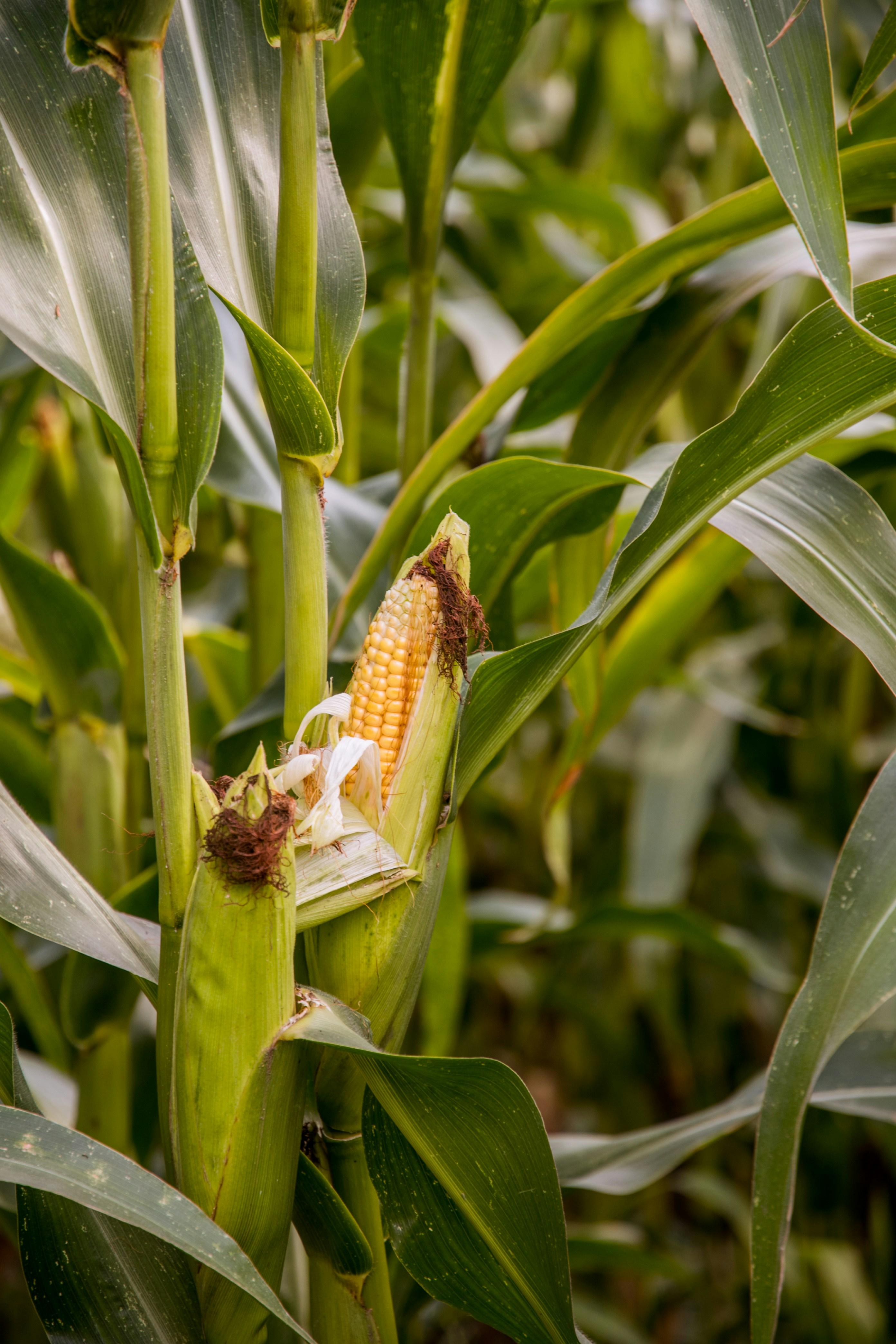 Unpacking Corn Processing: From Cob to Consumer 2 Exploring the Key Methods in Corn Processing