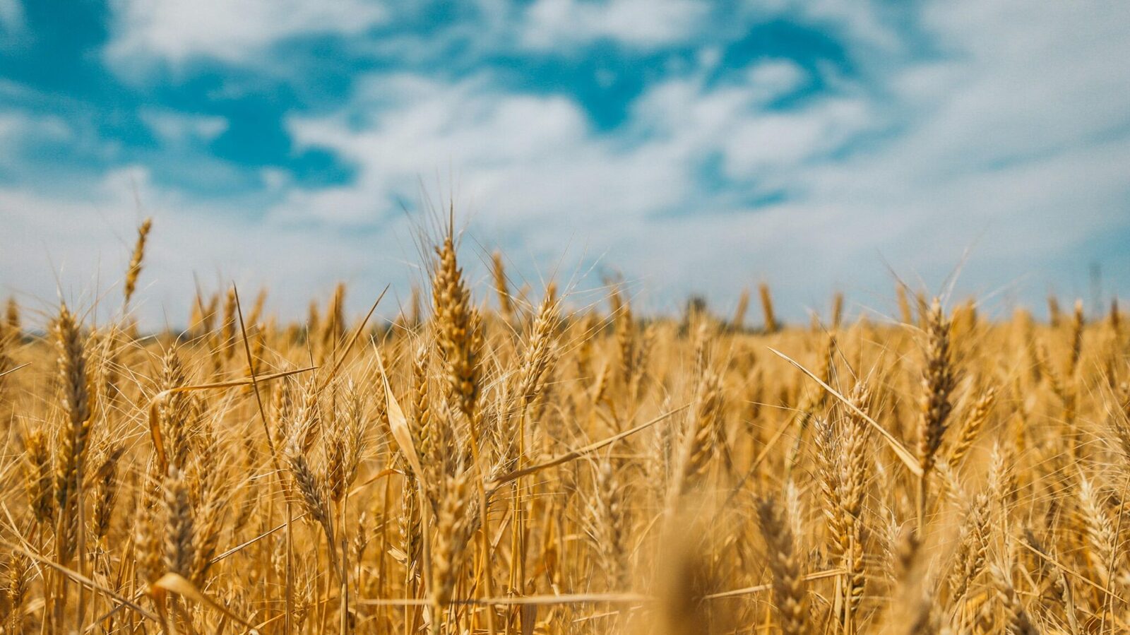 Exploring the Journey of Grains: from Farm Fields to Processing ​Plants