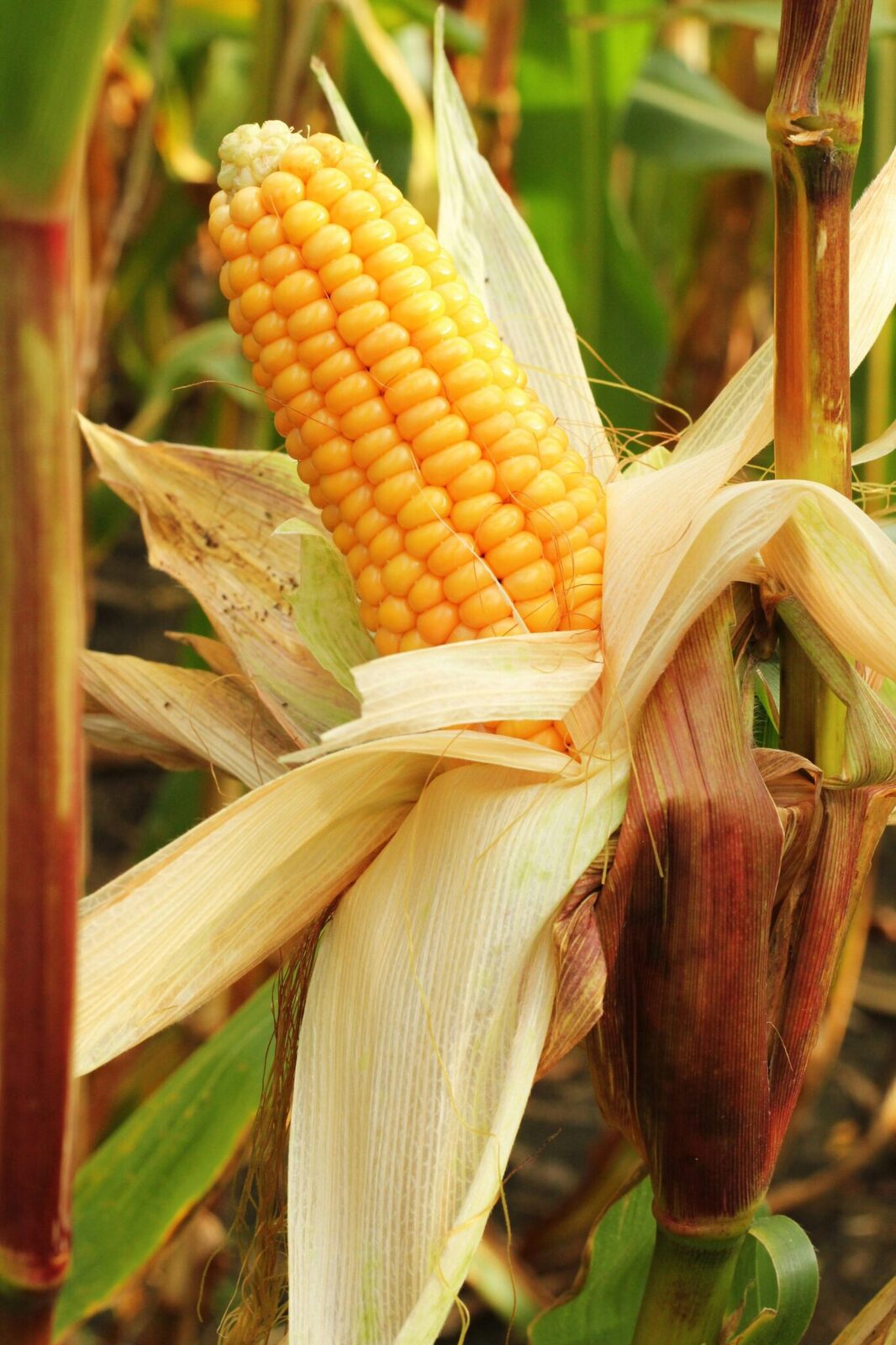 Exploring the Art and Science of Maize Milling 1 Understanding the Past significance of Maize in Milling Practices