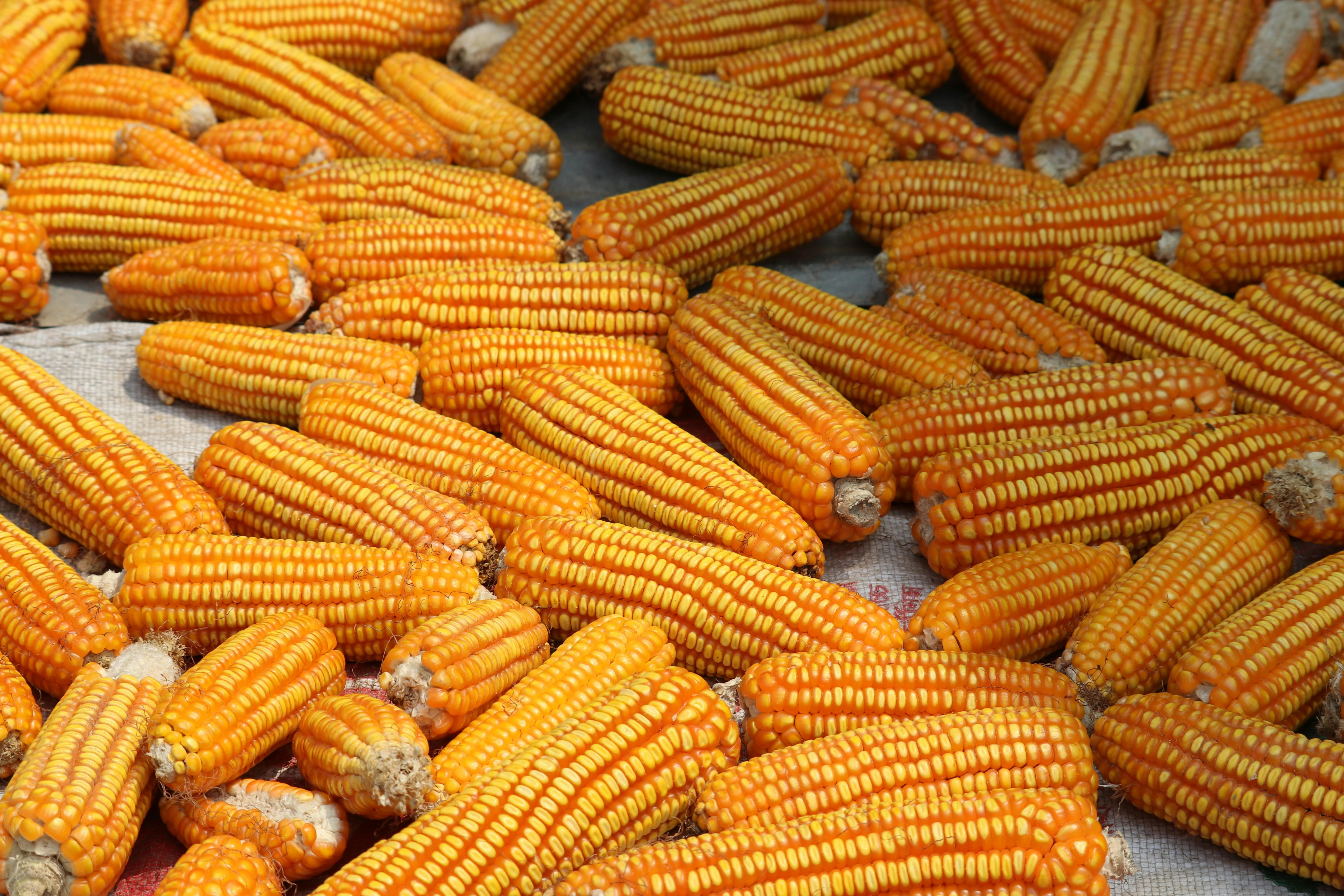 Unveiling the Process: A Journey Through Maize Milling 1 understanding the Anatomy of Maize Milling