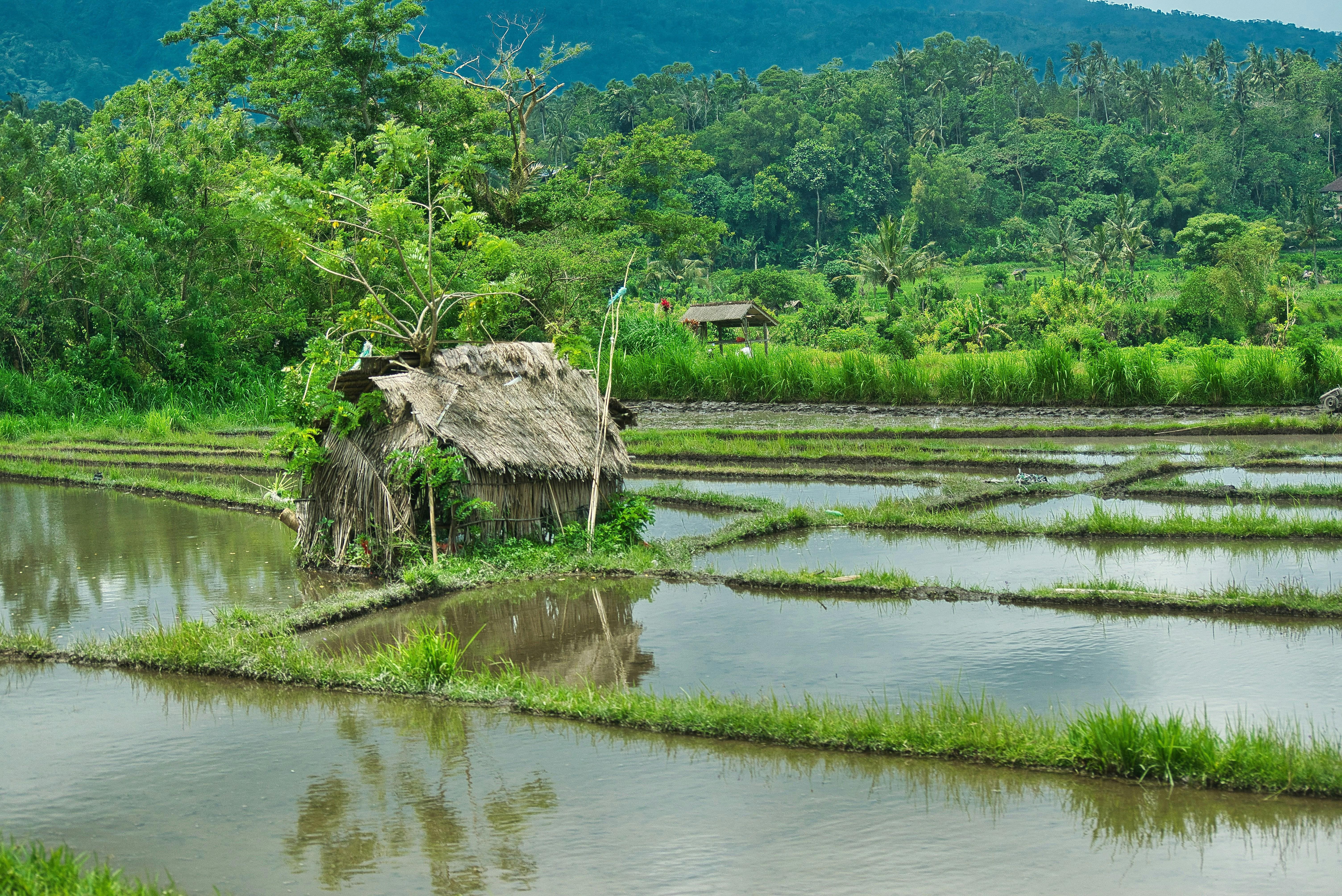 Transforming Paddy: A Journey from Field to Finished Grain 1 Exploring the Paddy Cultivation Process and Best Practices