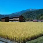 Unveiling the Essential Role of Rice Mills in Agriculture