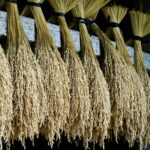 Unlocking Efficiency: The Latest in Rice Processing Equipment