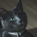 Transforming Grain to Gold: The Journey of Paddy Processing