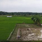 Unlocking Productivity: The Rise of Modern Rice Machinery