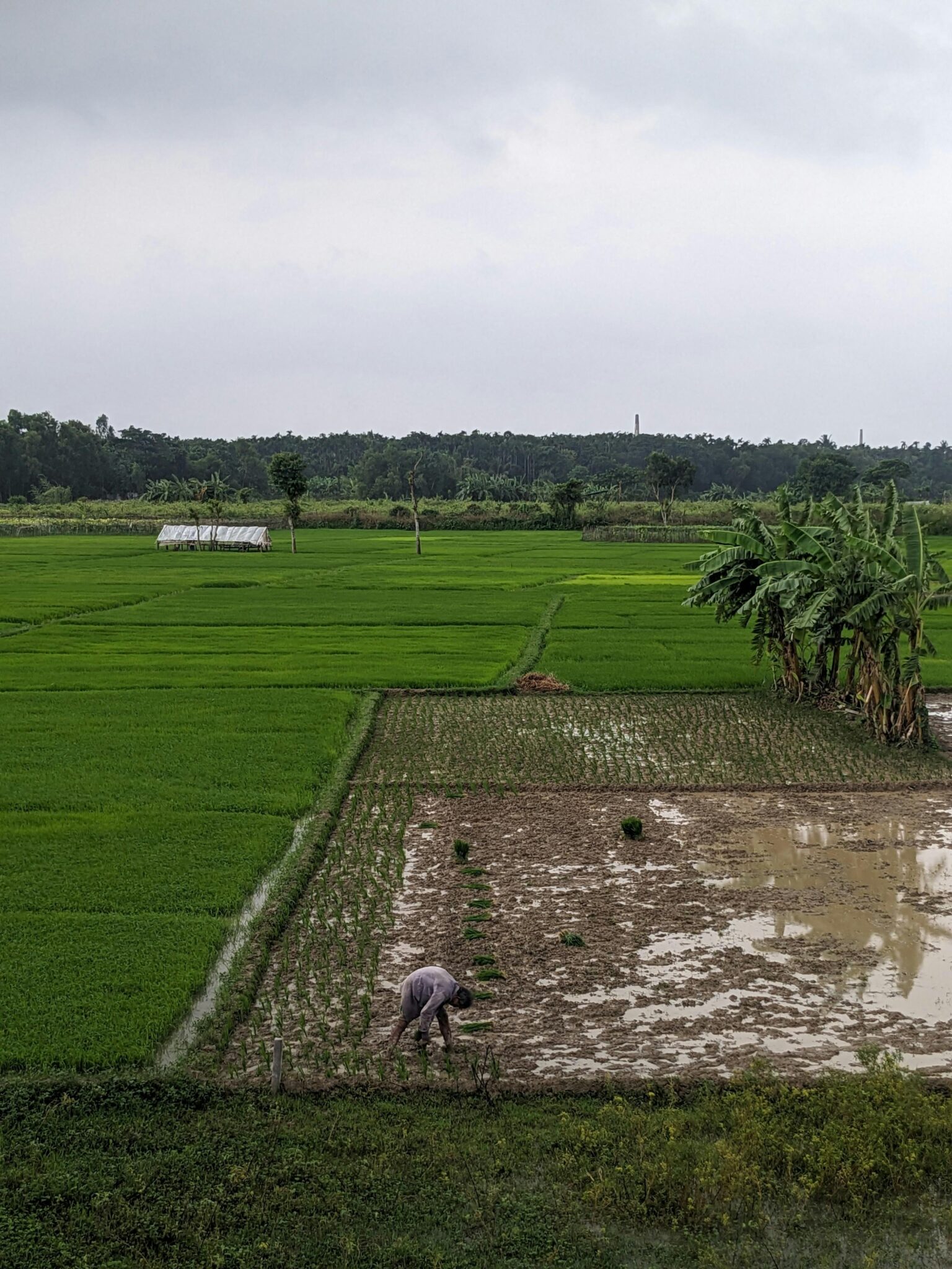 Unlocking Productivity: The Rise of Modern Rice Machinery