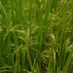 Unveiling the Process: Inside a Parboiled Rice Plant