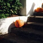 Transforming Harvest: The Revolution of Paddy Processing Machines