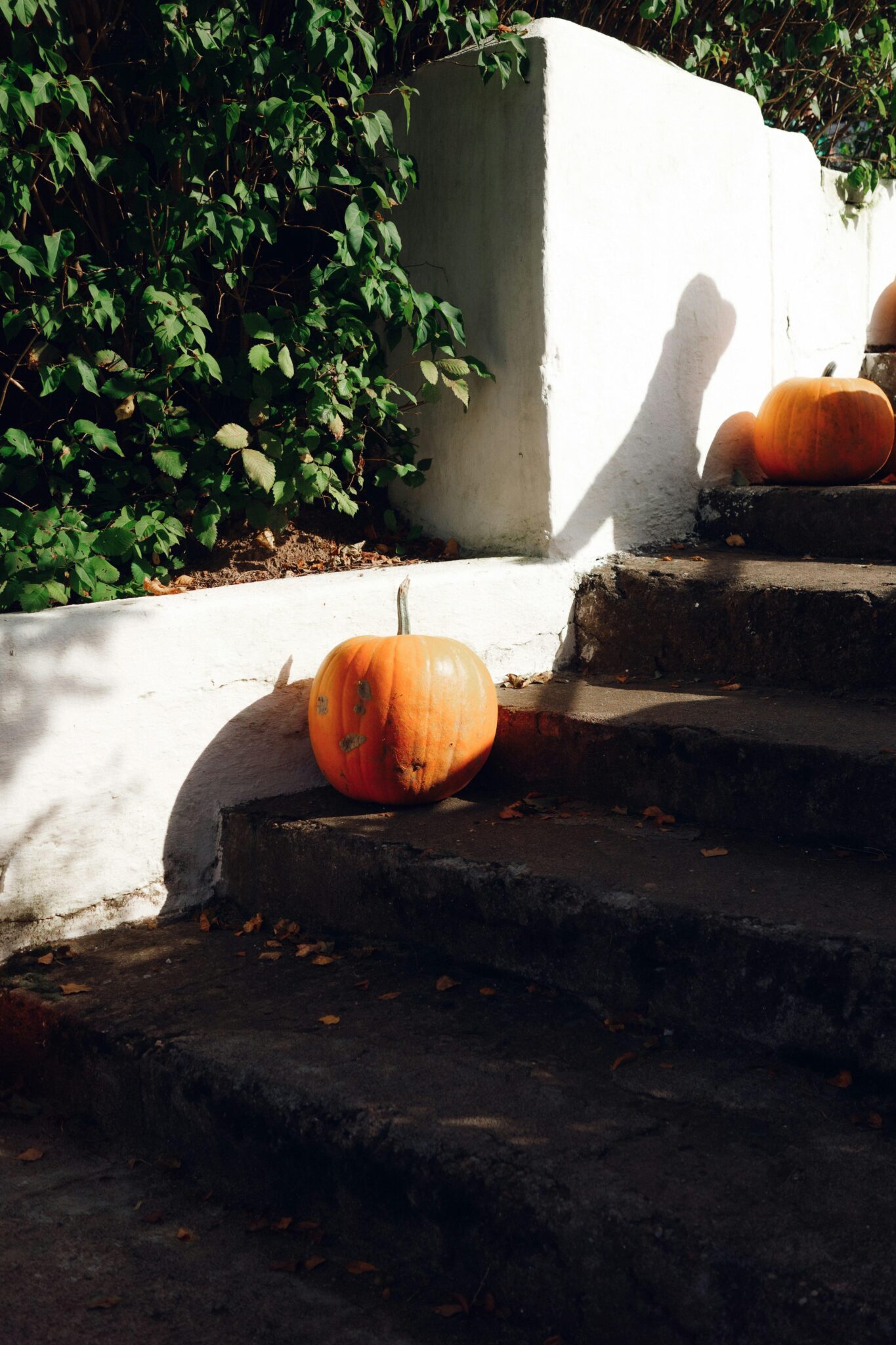 Transforming Harvest: The Revolution of Paddy Processing Machines