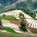 Unpacking the World of Rice Mills: Grain to Table Journey