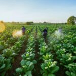 Revolutionizing Agribusiness: The Rise of Automatic Rice Mills