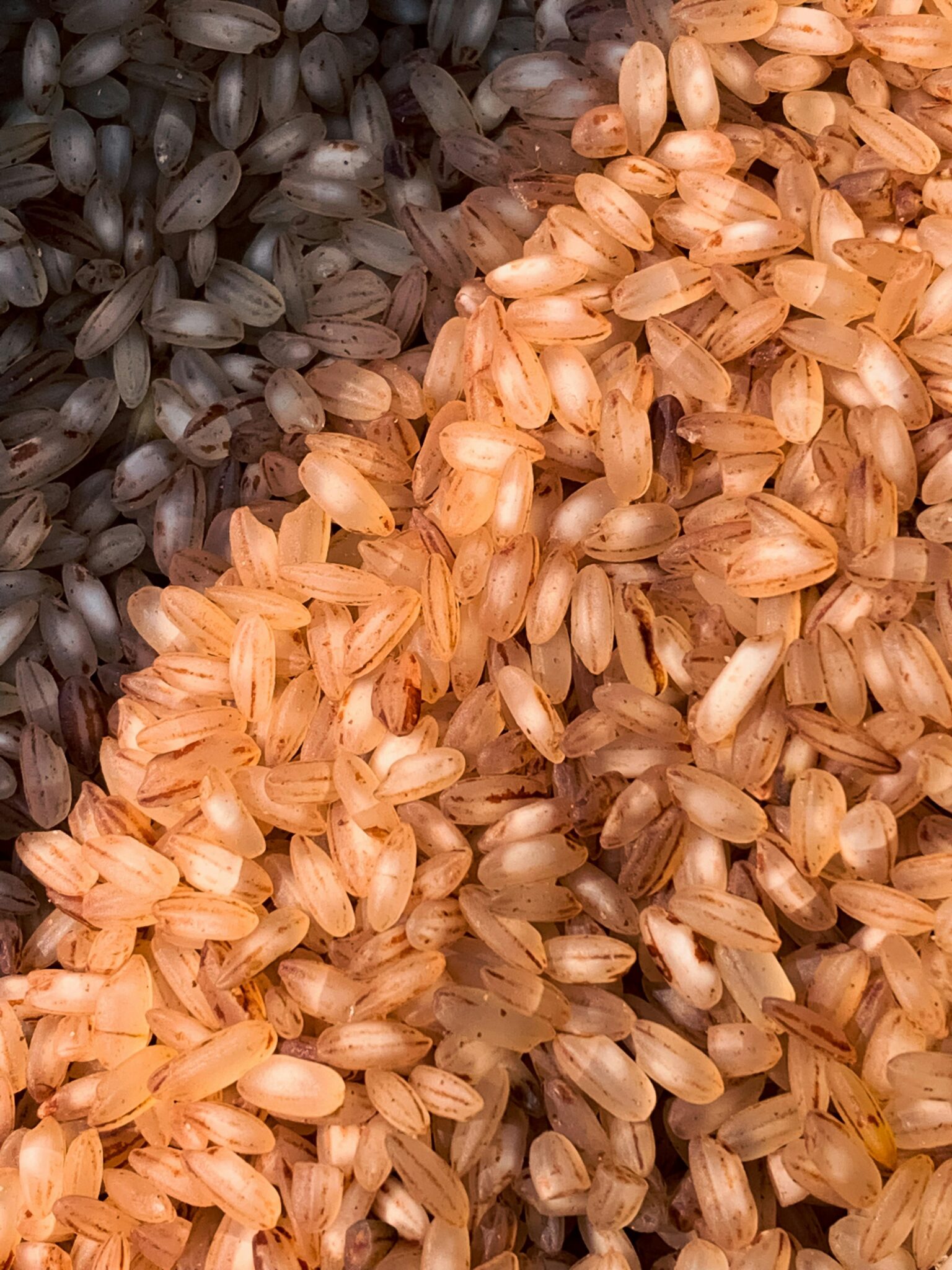 Elevating Grains: The Art and Science of Rice Polishers