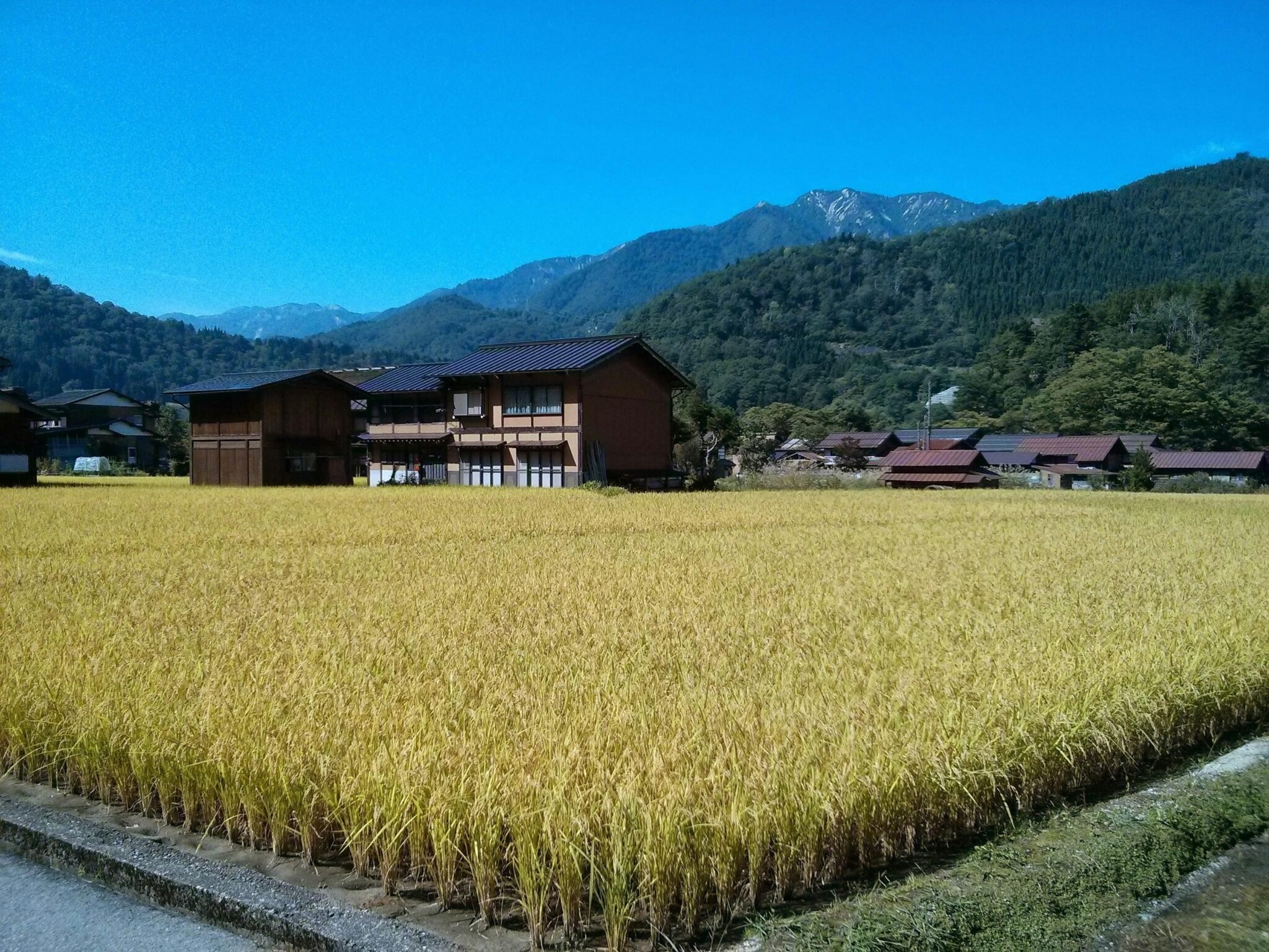 Empowering Efficiency: The Rise of Fully Automatic Rice Mills