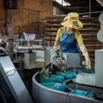 Inside a Paddy Processing Factory: Unveiling the Grain Journey