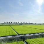 Revolutionizing Agriculture: The Fully Automated Rice Mill Plant