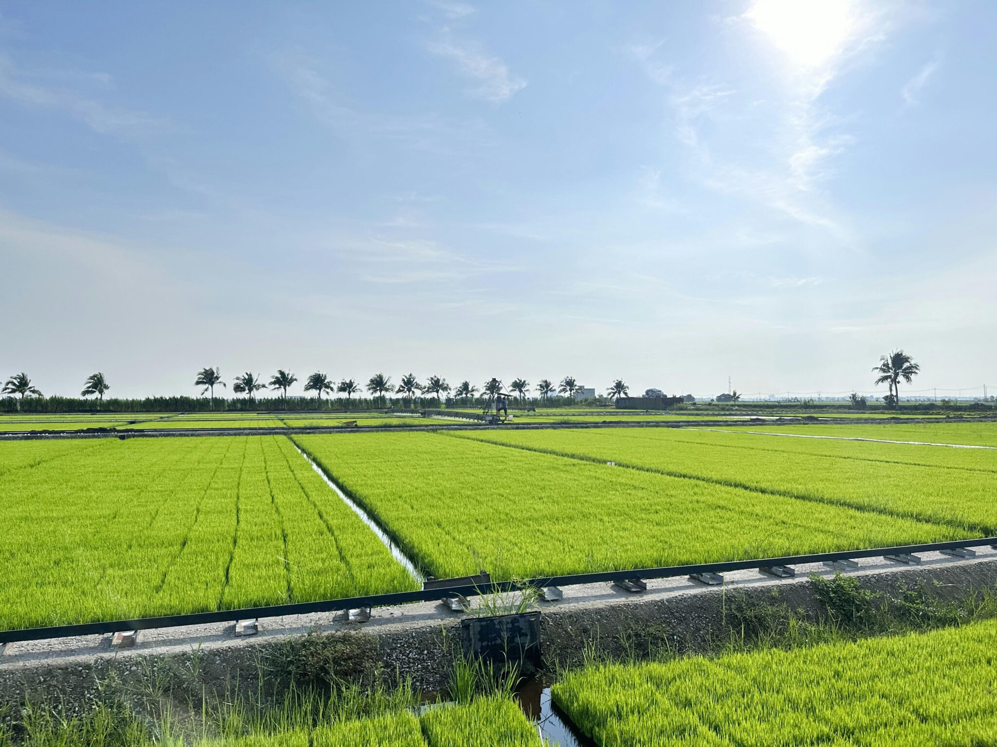 Revolutionizing Agriculture: The Fully Automated Rice Mill Plant