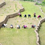 Reviving Tradition: The Mini Rice Mill Plant Revolution
