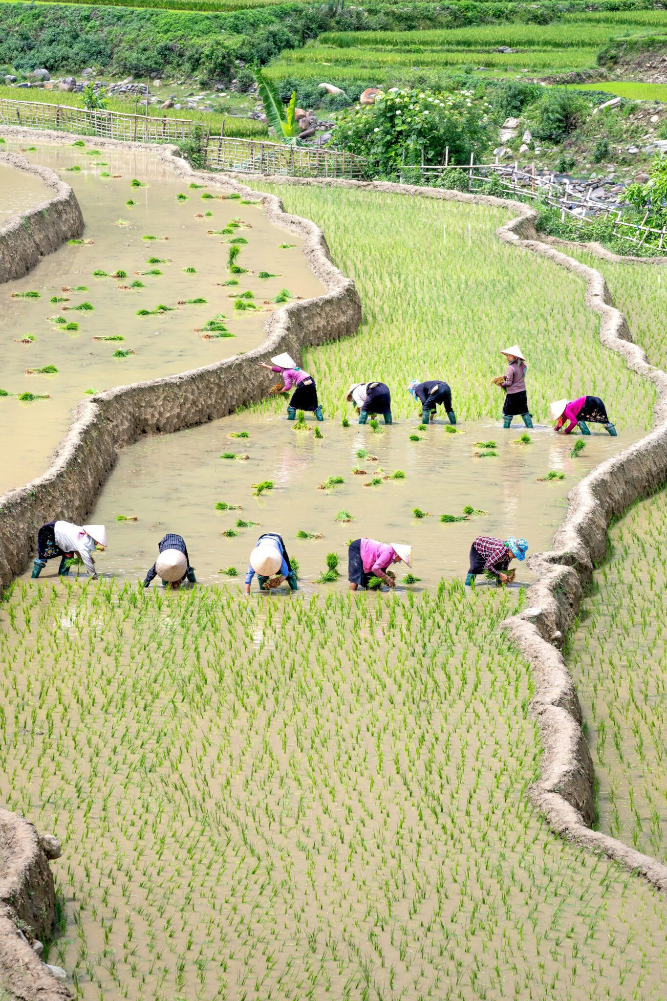 Reviving Tradition: The Mini Rice Mill Plant Revolution