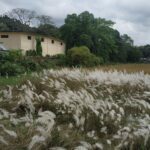 Unveiling the Top Rice Mills: A Guide to Quality Grains