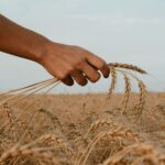 Empowering Harvests: The Rise of Mini Rice Mill Plants