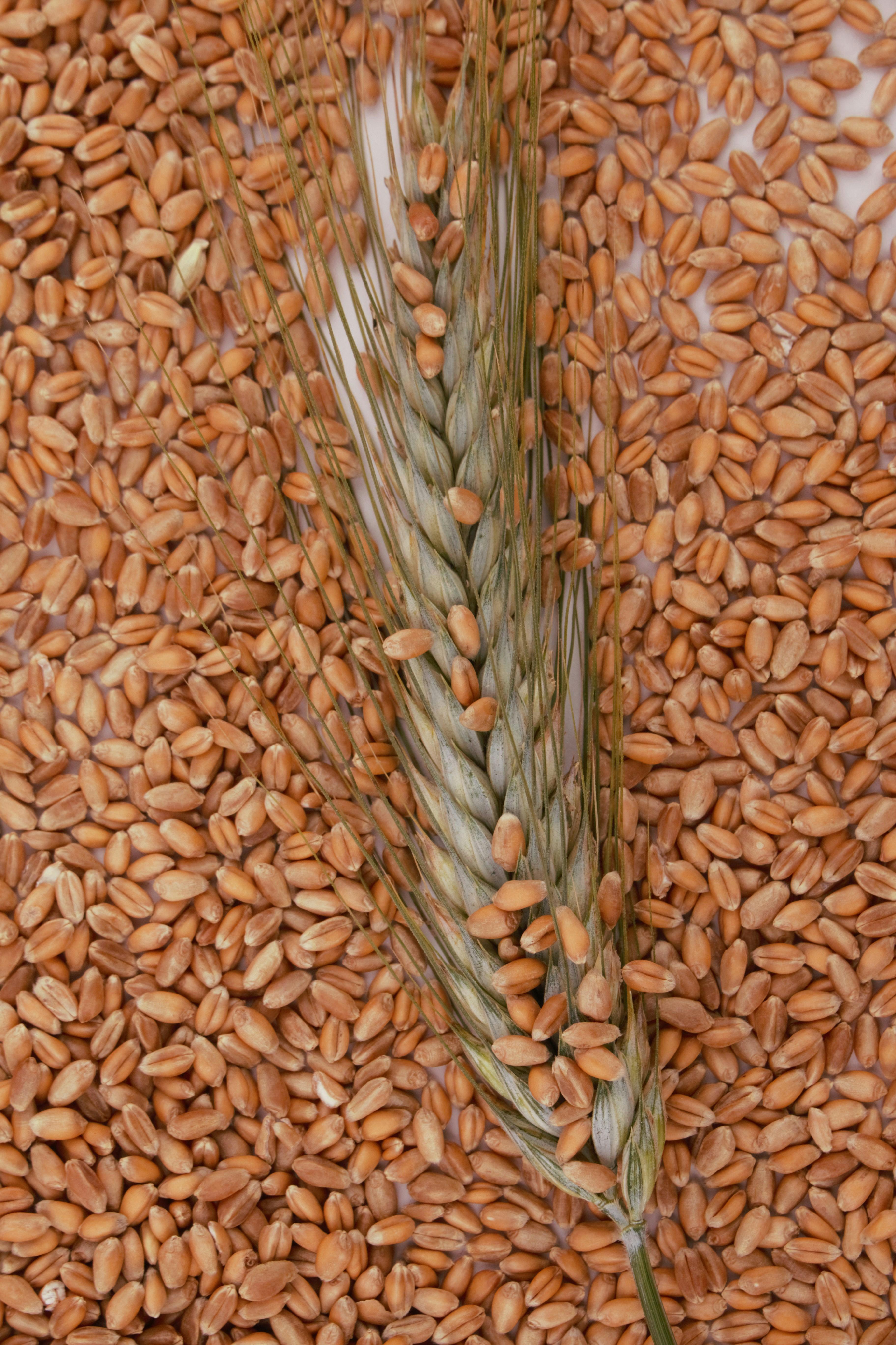 Benefits ‍of Enhanced Grain Quality and nutritional Value