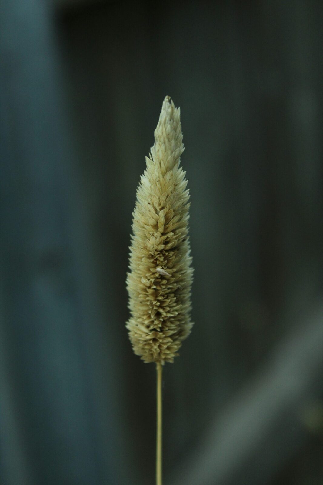 Inside a Paddy Processing Factory: Unveiling the Grain Journey 2 Unraveling the Stages of Grain Transformation