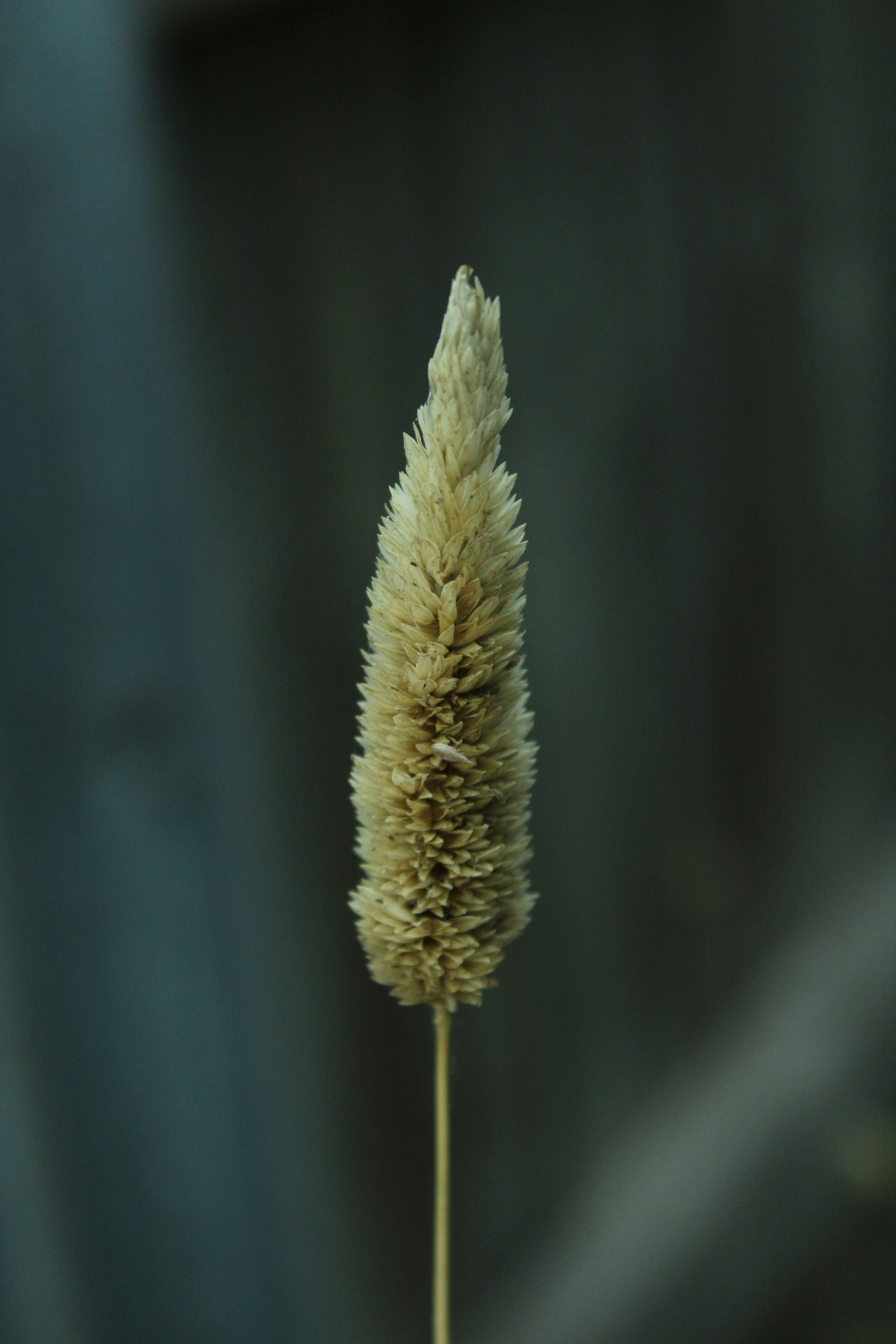 Inside a Paddy Processing Factory: Unveiling the Grain Journey 2 Unraveling the Stages of Grain Transformation