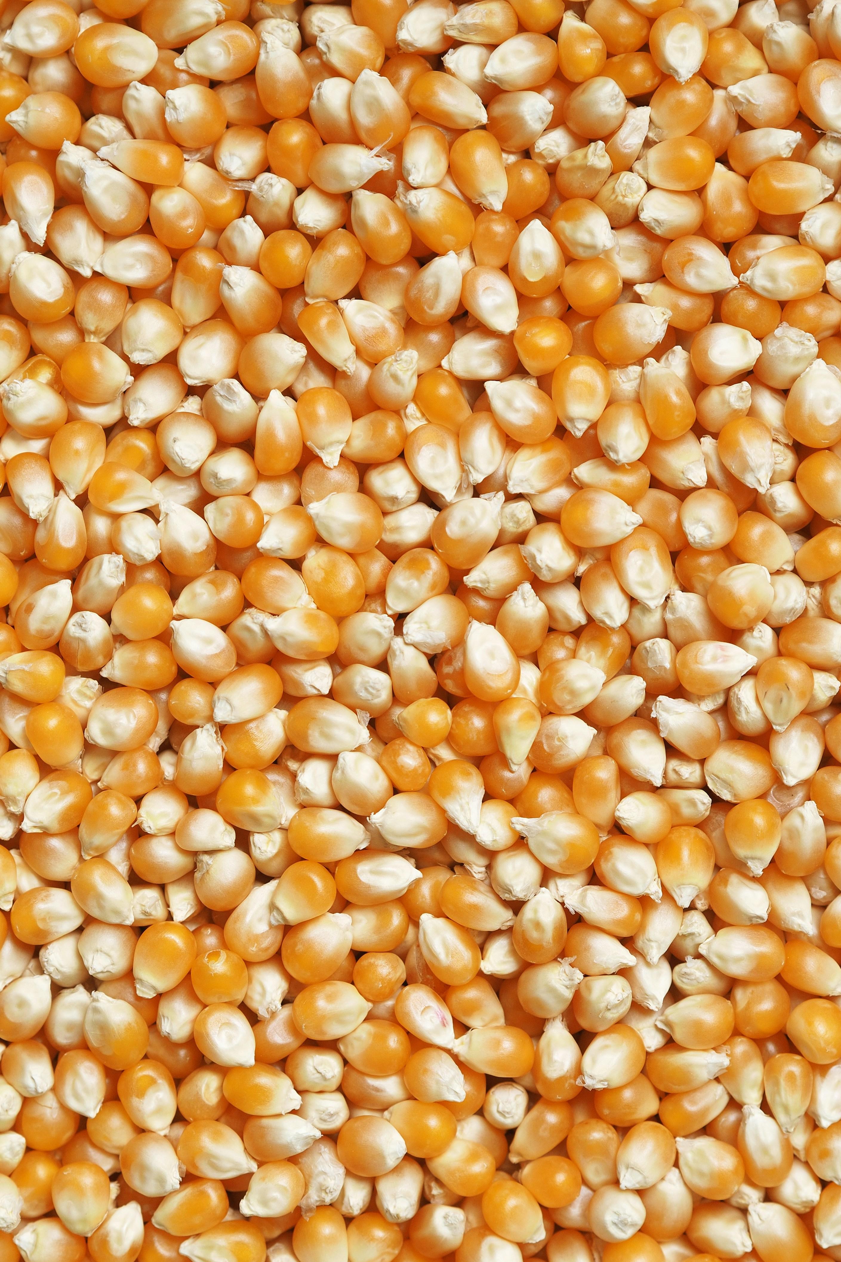 From Field to Flavor: The Art of Corn Processing Unveiled 1 Exploring the Journey of Corn from Harvest to Kitchen