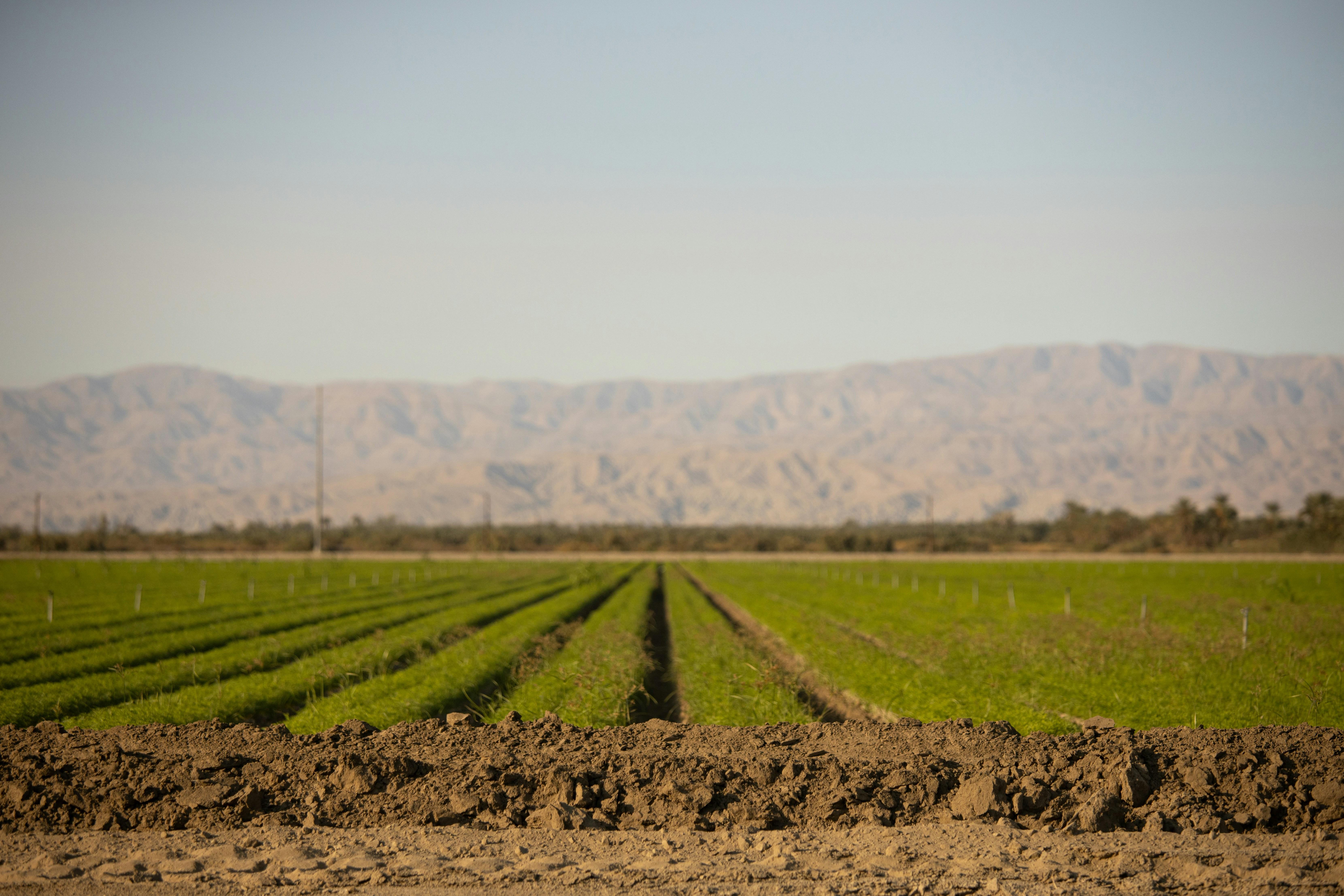 Lasting Practices in corn Industry: Balancing Innovation ⁤and Environmental‍ Duty