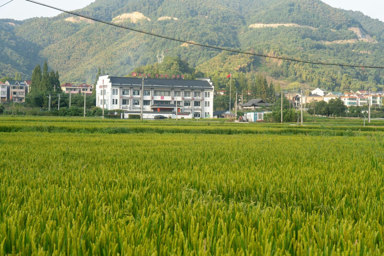 Transforming Grains: The Innovation Behind Rice Mill Plants 1 The evolution of Rice Mill Technology and Its Impact on Grain Processing