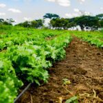 Revolutionizing Agriculture: The Versatile Combined Rice Mill