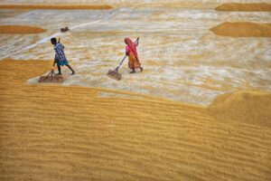 Home 13 Unlocking Potential: The Inner Workings of a Rice Mill Plant