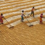 Harvesting Efficiency: The Rise of Combine Mini Rice Mills