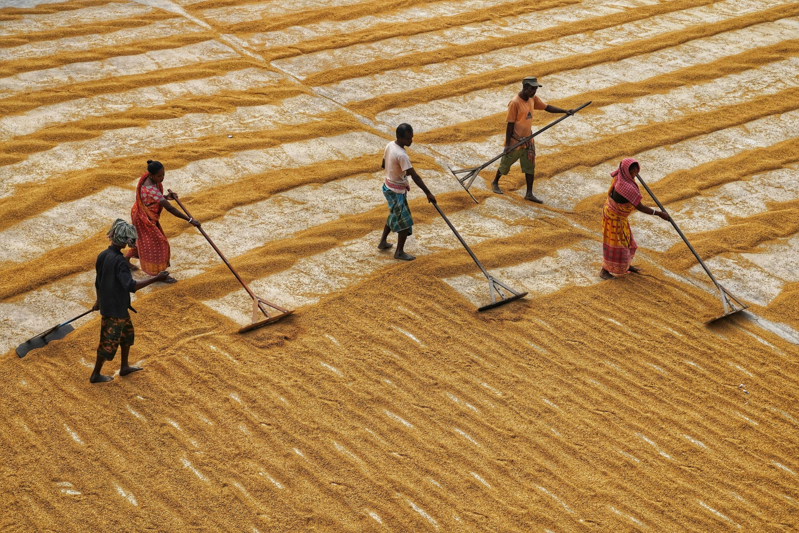 Harvesting Efficiency: The Rise of Combine Mini Rice Mills