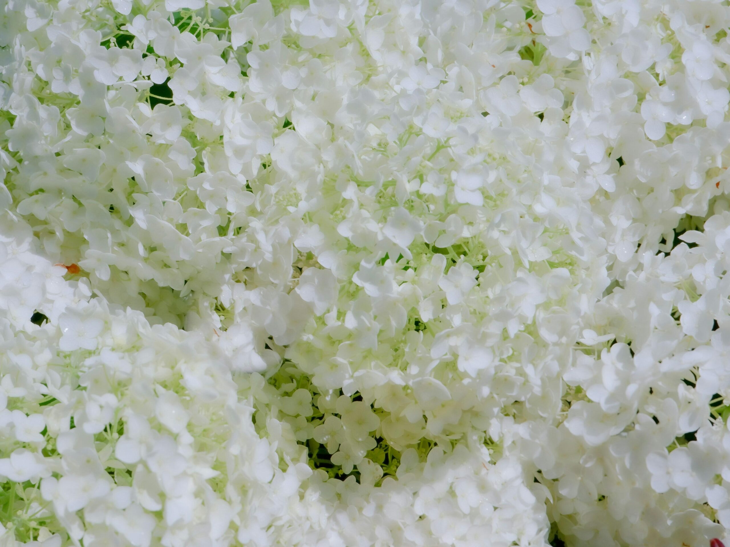 Unlocking the Secrets of the Rice Polisher: A Culinary Essential