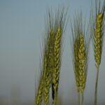 Transforming Harvests: The Evolution of Commercial Rice Milling