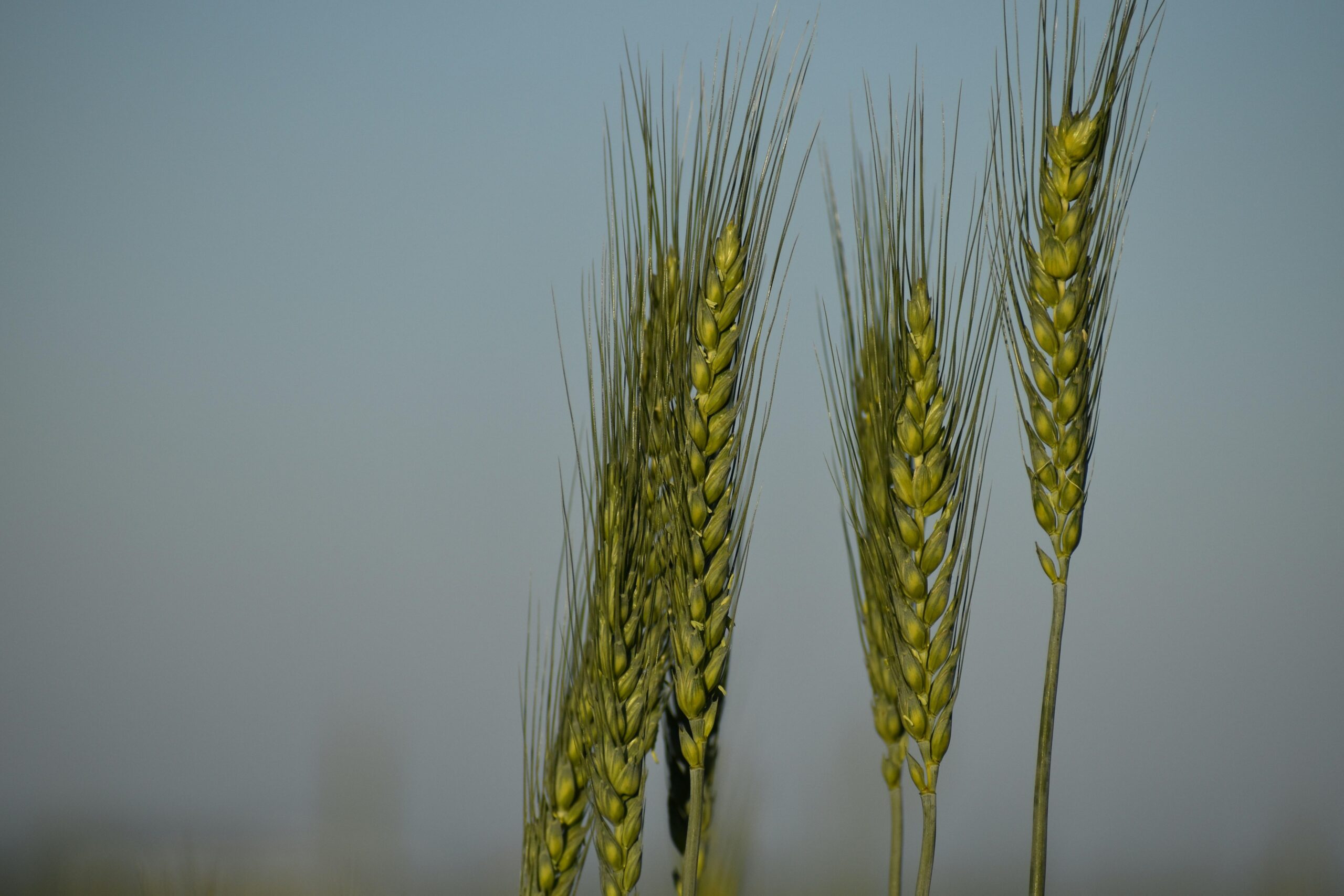 Transforming Harvests: The Evolution of Commercial Rice Milling