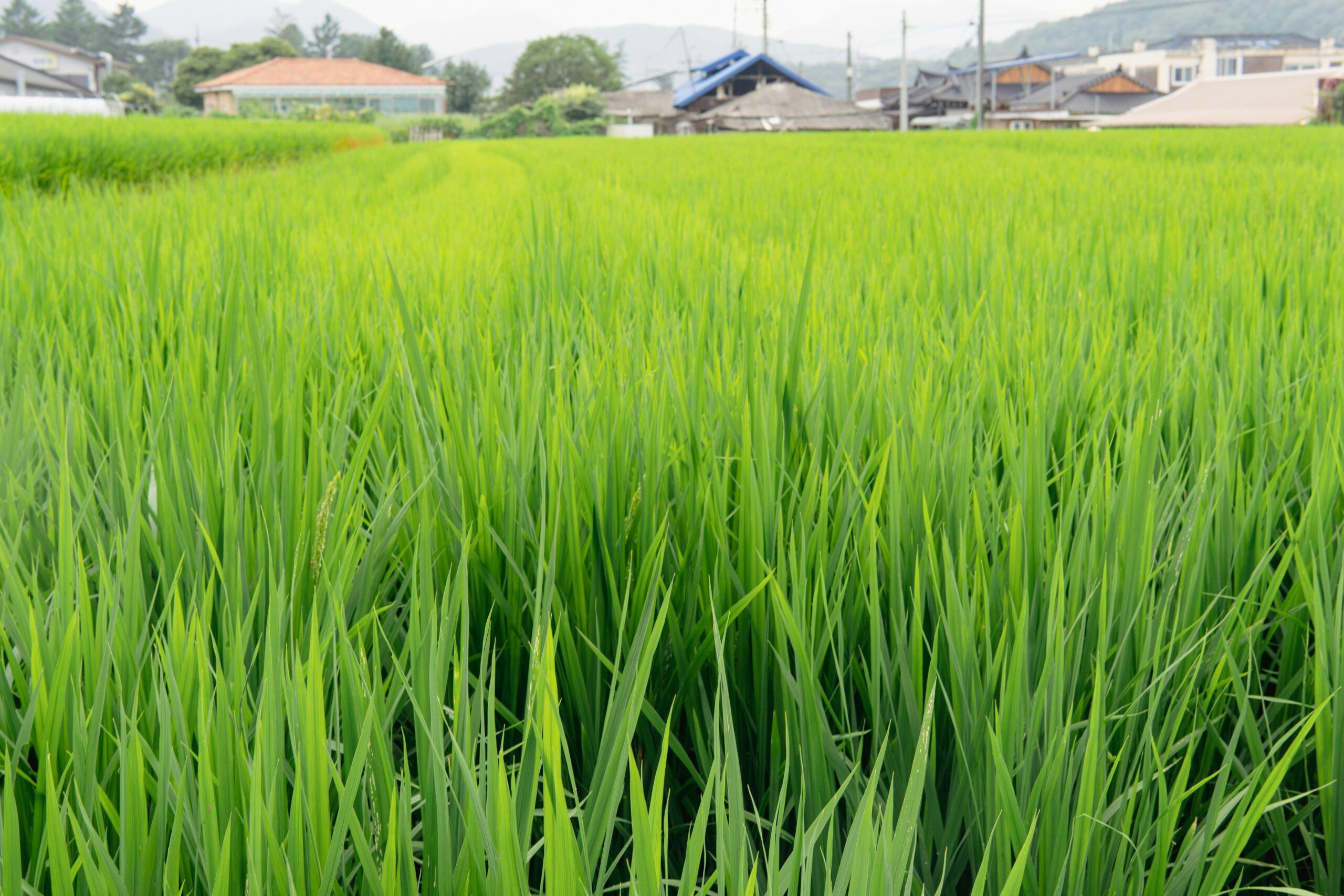 Unveiling the Future of Rice Machinery: Innovations and Impact