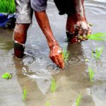 Inside the Rice Processing Plant: From Field to Fork